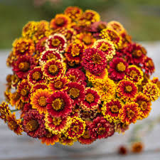 Aztec Mix Zinnia Seeds - 100+ Vibrant Multi-Color Blooms - Zinnia elegans - Heat-Tolerant Flowers for Garden & Pollinators