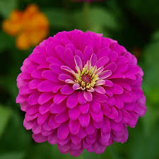 100 Zinnia Seeds - Violet Queen - Purple Zinnia elegans - Non-GMO, Attracts Butterflies & Hummingbirds, Annual Blooms