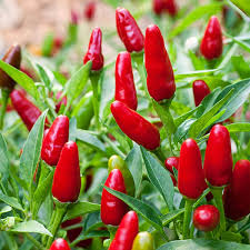 Thai Hot Pepper Seeds - 25 Heirloom Spicy Chili Seeds, Compact & High-Yielding, Capsicum annuum for Culinary Use