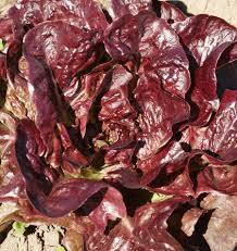 Rouge De Hiver Red Romaine Lettuce Seeds 1g | Lactuca sativa | Heirloom, Non-GMO, Nutritious, Easy-Grow, Frost-Tolerant