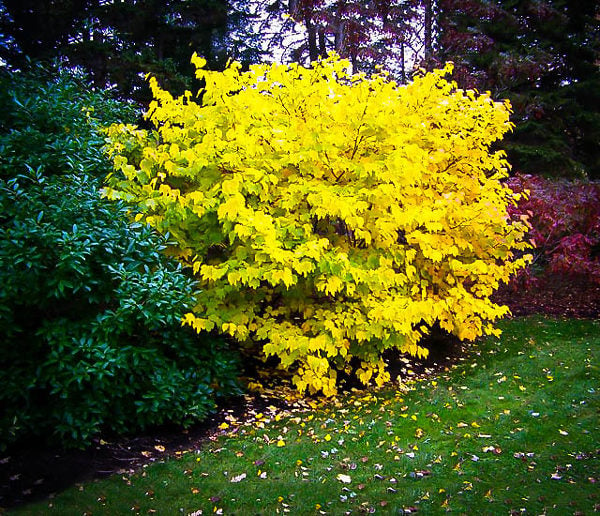 2 Spicebush Plants, 12" Bare Root Shrubs, Wildlife-Friendly, Fragrant, Lindera Benzoin, Zones 4-9, Bird & Butterfly Attractor