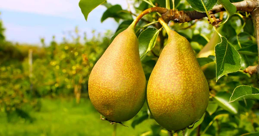 10 Bartlett Pear Tree Seeds - Sweet Edible Pears (Pyrus communis) for Home Gardens & Orchards - Fast Growing, Cold-Hardy Variety