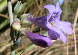 100mg Penstemon Secundiflorus Seeds, Sidebells Penstemon, Pink Lavender Wildflower, Native Pollinator Plant