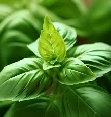 Basil Seeds 4000 Count Genovese Heirloom Non-GMO Ocimum basilicum Aromatic Italian Culinary Herb