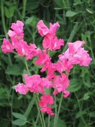 50+ Milly Sweet Pea Seeds - Soft Lilac Ruffled Blooms for Climbing Vines - Lathyrus odoratus - Fragrant Garden Planting