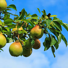 Moon Glow Pear Tree - 2ft Live Fruit Tree (Pyrus communis) - Sweet Juicy Pears, Fragrant White Blossoms, Edible Landscaping