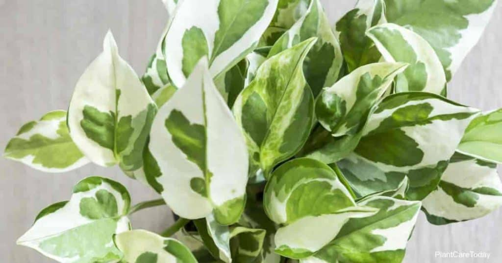 Manjula Pothos Starter Plant - Variegated White Green Foliage - Epipremnum Aureum - Indoor Hanging Basket Decor