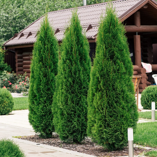 10 Arborvitae Emerald Green Cuttings, Unrooted Shrubs 10-15 cm, Thuja occidentalis 'Emerald Green', Hardy Evergreen for Landscaping