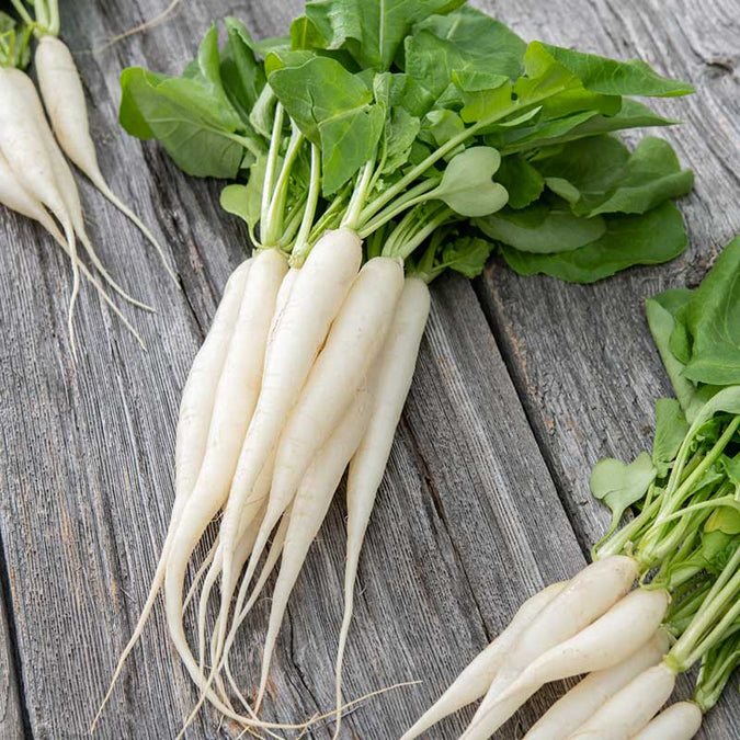 400pcs White Icicle Radish Seeds - Fast-Growing Heirloom Vegetable for Garden or Container - Raphanus sativus