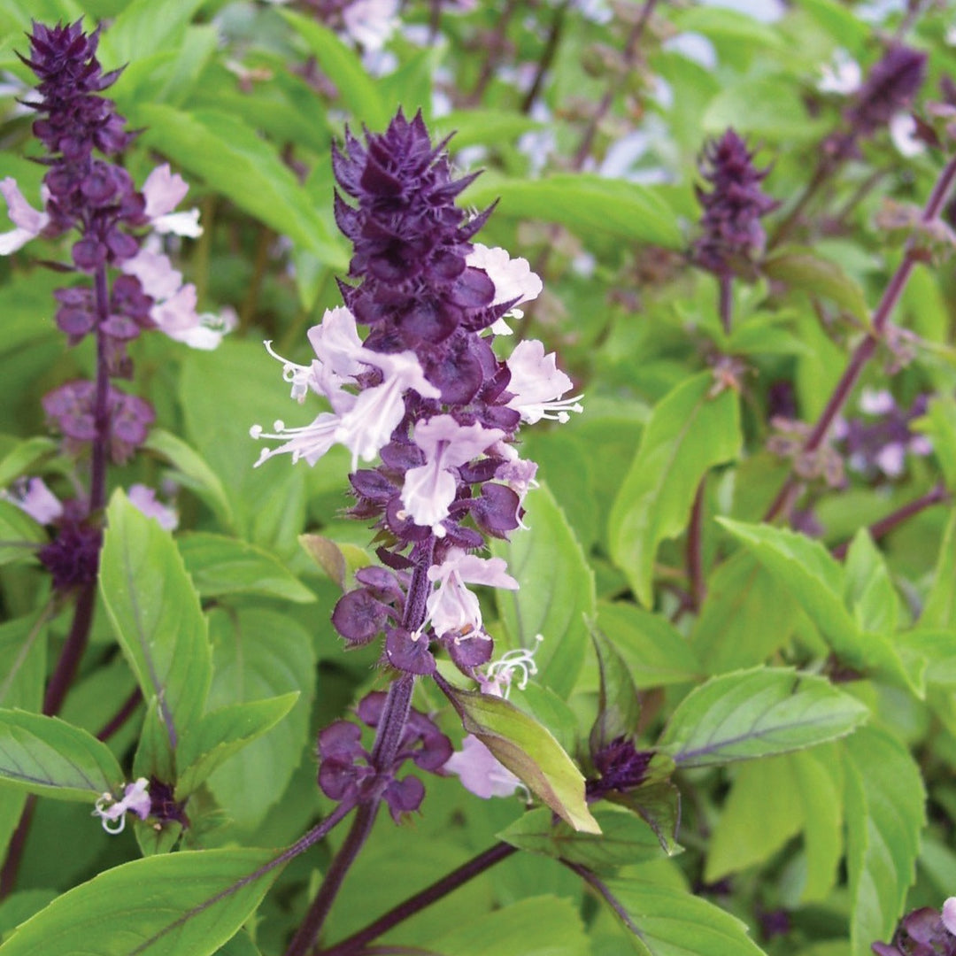 Cinnamon Basil Seeds - 300 Count - Aromatic Herb with Sweet Cinnamon Flavor - Ocimum basilicum