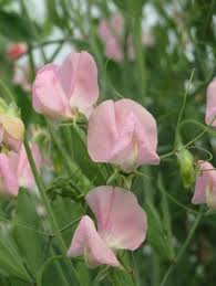 50 Sweet Pea Seeds - Fragrant Rose-Pink Blooms - Lathyrus odoratus - Climbing Vines for Trellises & Bouquets - USA