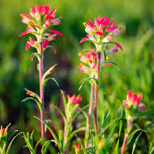 Indian Paintbrush Seeds - Vibrant Red-Orange Wildflower - Castilleja coccinea - Native Perennial for Pollinator Gardens & Meadows