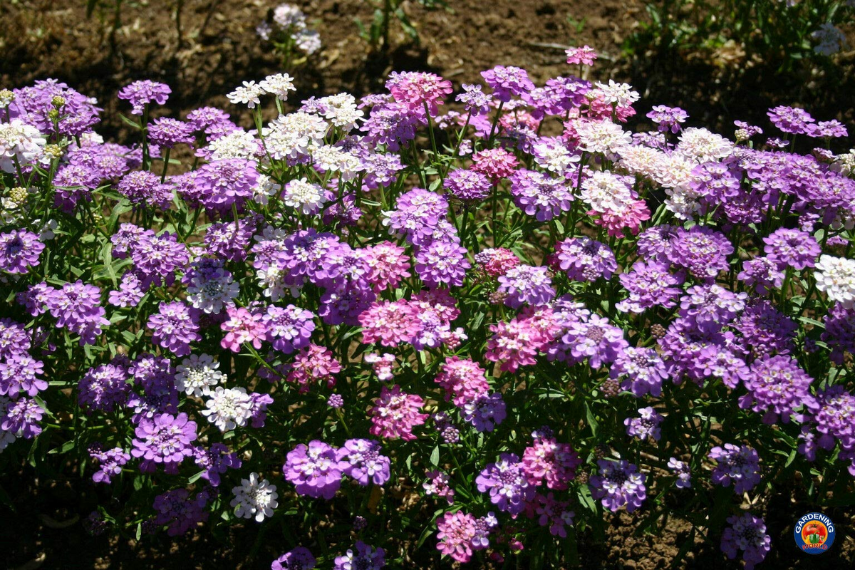 Candytuft Seeds 1000 Mixed Colors Iberis Umbellata Ground Cover Pollinator-Friendly Non-GMO Hardy Garden Plants