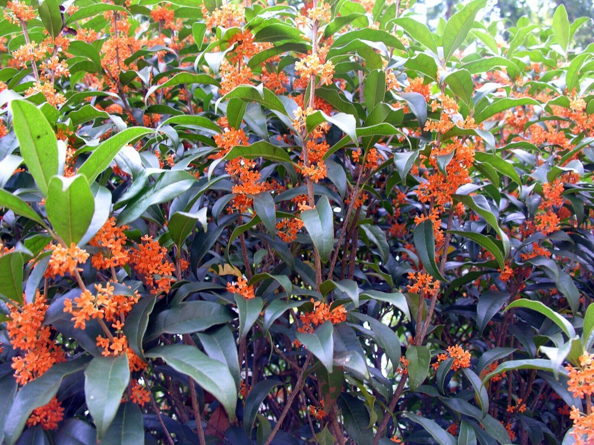 Apricot Echo Osmanthus Fragrans Rooted Starter Plant - Fragrant Tea Olive Bareroot - Evergreen Shrub for Garden