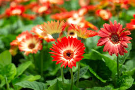 200+ Gerbera Daisy Seeds - White & Red Two-Tone Blooms - Gerbera jamesonii - Perfect for Garden Planting & Bouquets