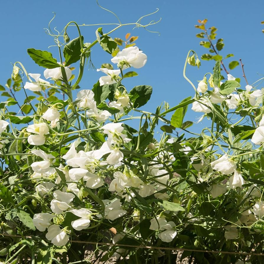 Royal White Sweet Pea Seeds - 50+ Pure White Blooms - Climbing Vine for Weddings & Bouquets - Lathyrus odoratus