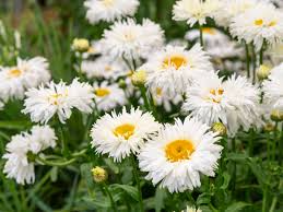 200 Seeds Shasta Daisy, White Perennial Flowers, Leucanthemum × superbum, Deer-Resistant & Drought-Tolerant