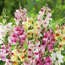 Brighton Rock Snapdragon Seeds | 1000+ Seeds | Bicolor Blooms Mix | Antirrhinum majus | Pollinator-Friendly Garden Flowers