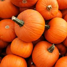 New England Pie Pumpkin Seeds | Heirloom | Cucurbita Pepo | Non-GMO | Perfect for Pies | 4-7 lbs | USDA Zones 3-10