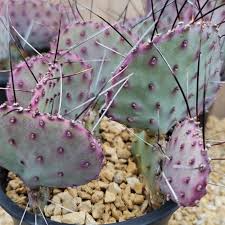 Opuntia Macrocentra Cutting 5" | Purple Prickly Pear with Black Spines | Cold Hardy Unrooted Starter | Drought Tolerant Cactus