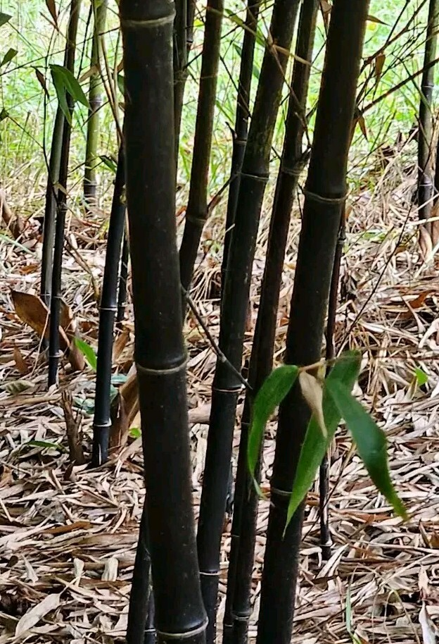 Black Bamboo Rhizomes - 3 Live Bare Root Plants (Phyllostachys Nigra) for Ornamental Privacy Screen - Hardy Clumping Bamboo
