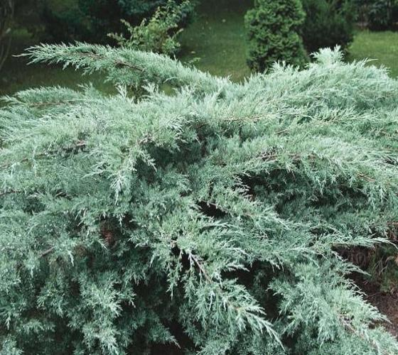 4 Grey Owl Juniper Cuttings 5-7" - Silvery Grey Evergreen Shrub, Drought Tolerant, Juniperus virginiana 'Grey Owl'