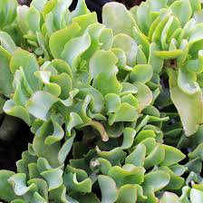 Crassula Arborescens Undulatifolia ‘Ripple Jade’ | 3” Bare Root Plant | Unique Wavy Blue-Green Leaves | Easy-Care Succulent