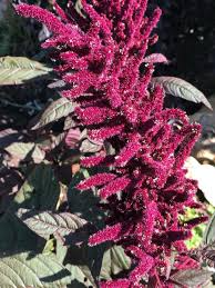1500 Seeds Amaranth Opopeo Red Flower Microgreens Edible Leaves & Grain Non-GMO (Amaranthus)
