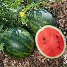 Mini Watermelon Seeds - 50+ Sweet Red Flesh Citrullus lanatus - Container Friendly, Quick Harvest, USA Grown