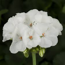 Geranium Cuttings 6” Unrooted Pelargonium Zonal ‘White’ | Easy-Care, Drought-Tolerant Flowering Plant for Gardens