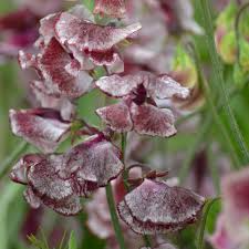 50+ Sweet Pea Seeds - Wiltshire Ripple Variety, Maroon & White Striped Flowers, Lathyrus odoratus for Climbing Vines, USA