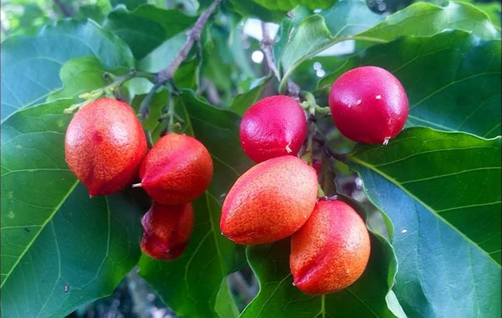2 Small Peanut Butter Tree Starter Plants - Rare Fruit Tree Bunchosia glandulifera - Sweet Tropical Fruit for Garden & Orchard