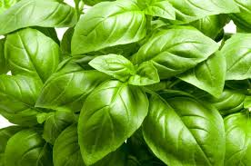 Italian Large Leaf Basil Seeds - 200 Non-GMO Heirloom Seeds, Aromatic Herb - Ocimum basilicum, Perfect for Culinary Use