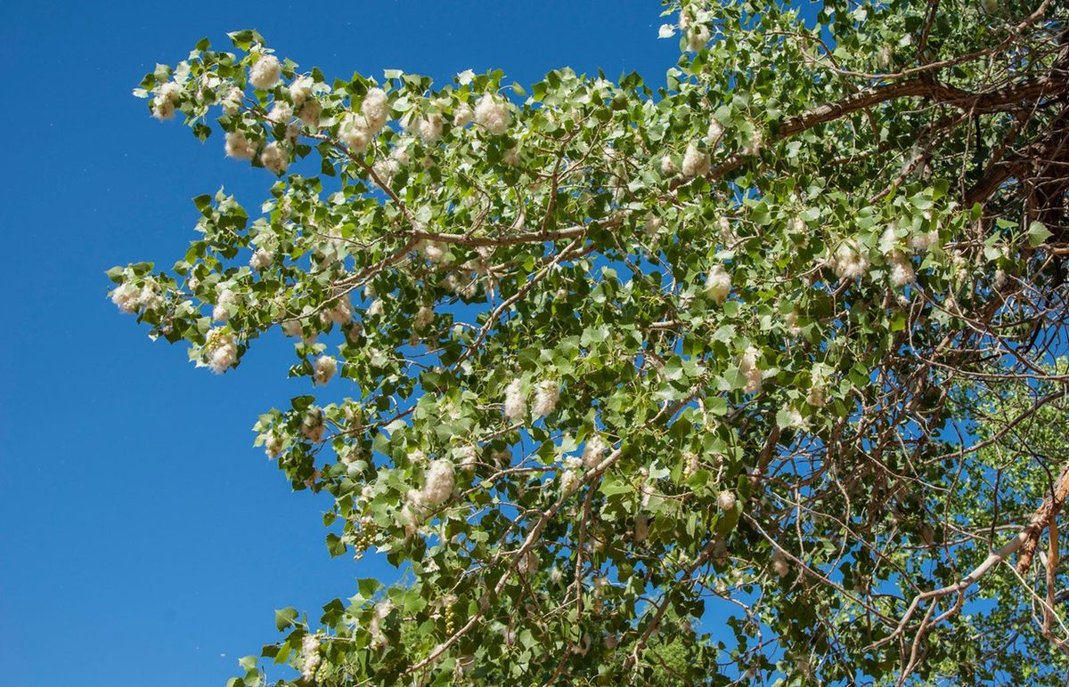 Live Cottonwood Tree Bare Root 1-2 Feet Fast-Growing Shade Tree Populus deltoides for Privacy and Windbreaks