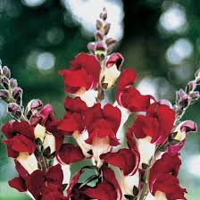 Snapdragon Seeds - 1000+ Night and Day Bi-Color Blooms - Antirrhinum majus - Red and White Cut Flower Variety