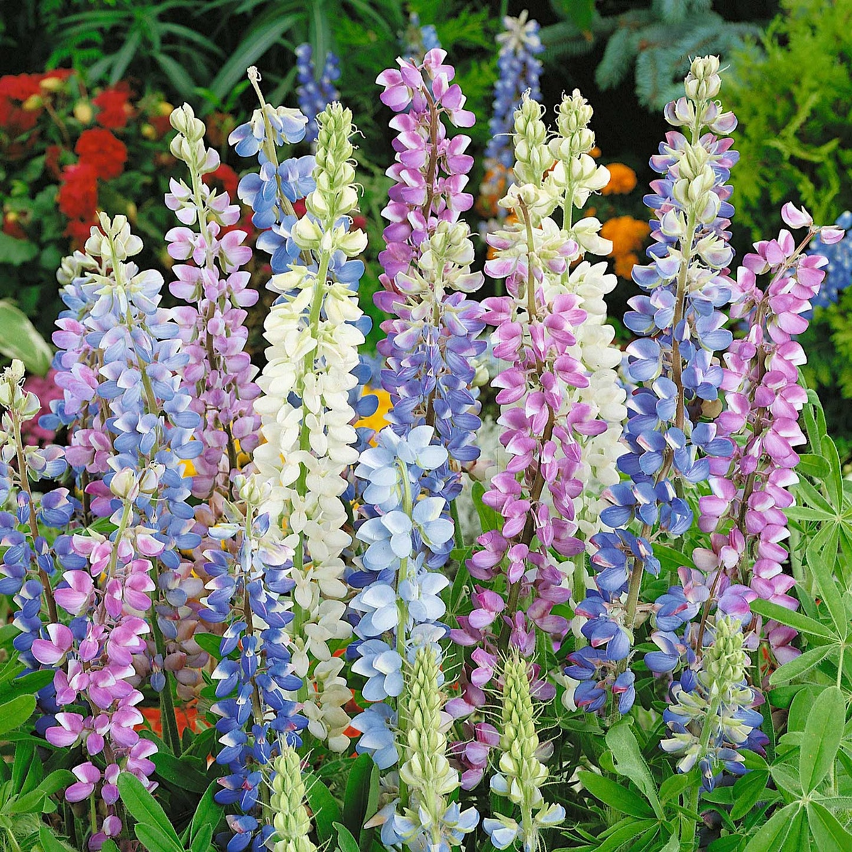 25+ Lupine Seeds - Hartwegii Mix, Colorful Spiked Blooms, Pollinator-Friendly Wildflower, Lupinus hartwegii, USA