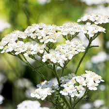 5000 Seeds White Yarrow, Pollinator-Friendly Herb, Achillea millefolium, Drought-Tolerant Perennial for Gardens