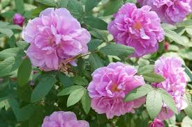 Japanese Rugosa Rose Starter Plant | Live Bare Root 6"-12" | Hardy Fragrant Rosa Rugosa for Zones 5-10 | Pink Flowers