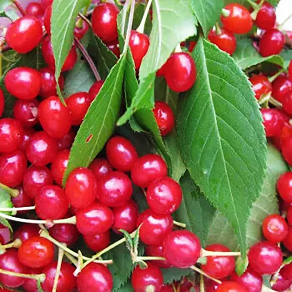 10+ Merchant Cherry Seeds – Sweet Red Cherry Tree – Prunus avium – Early-Ripening, Cold-Hardy, High-Yielding Fruit Seeds