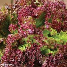 1000 Lollo Rosso Lettuce Seeds, Heirloom Non-GMO Frilly Red-Leaf Variety, Lactuca sativa, Ideal for Salads and Hydroponics