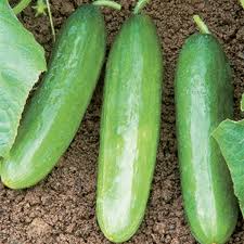 Diva Cucumber Seeds – 20 Pack, Sweet Burpless Variety, Cucumis sativus, Glossy Green, Easy to Grow, Ideal for Salads and Snacking