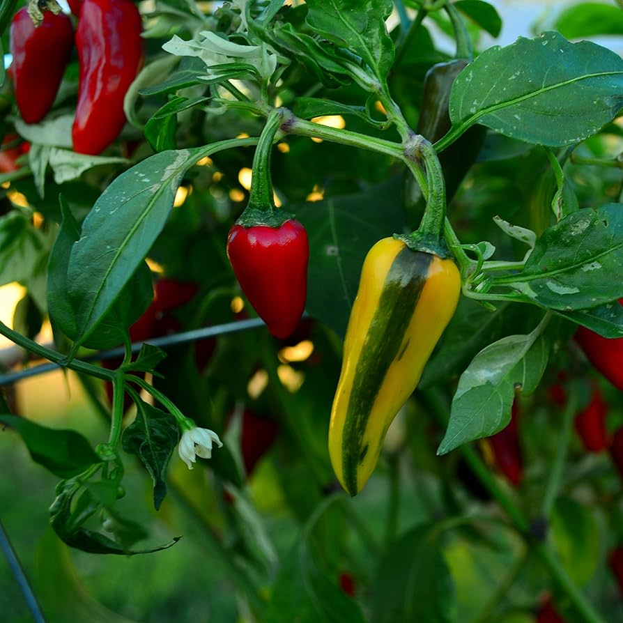 Fish Pepper Seeds - 20 Non-GMO Heirloom Capsicum annuum - Striped Spicy Chili for High-Yield Gardens