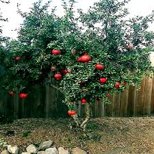 20 Dwarf Pomegranate Tree Seeds - Punica granatum "Nana", Indoor/Outdoor Bonsai-Friendly Fruit Plant, Compact Ornamental Shrub