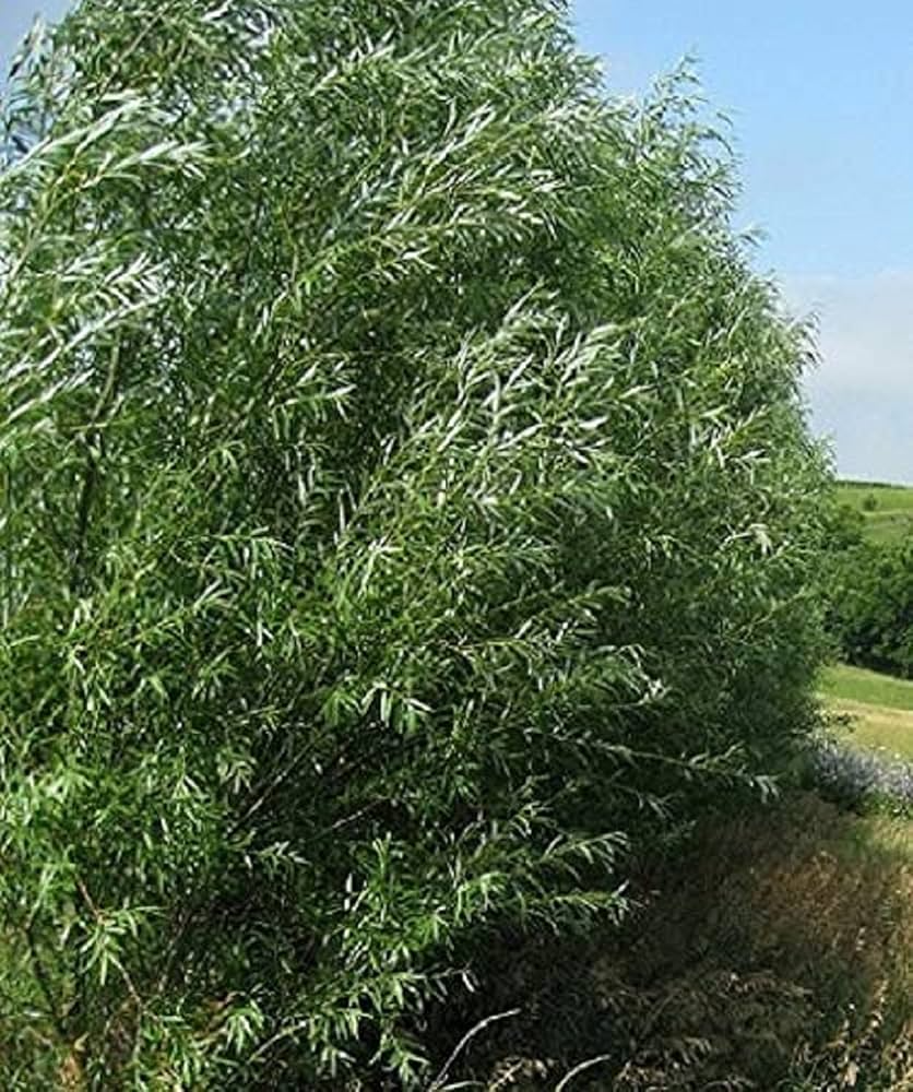 100 Unrooted Cuttings Austree Hybrid Willow Tree 8" Fast Growing Privacy Hedge Salix matsudana x alba