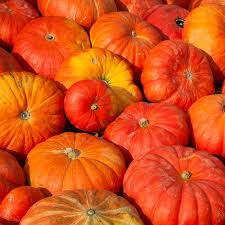 10 Seeds Cinderella Pumpkin - Heirloom Rouge Vif d'Etampes Variety - Cucurbita maxima - Deep Orange-Red, Sweet Flesh