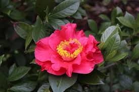 **Camellia Japonica Starter Plant | Rare Red Variety | Live, Well-Rooted Shade-Loving Shrub | Ornamental Garden Plant**