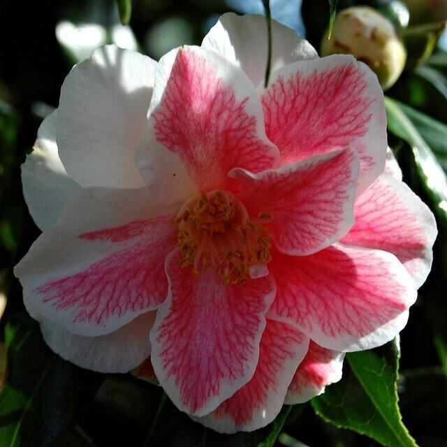 Mike Witman Camellia Japonica Starter Plant | Rare Bicolor Bloom in Pink/Rose | Evergreen Shrub | USDA Zone 7-10