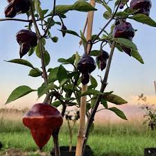 15 Purple UFO Pepper Seeds - Heirloom, Mildly Spicy & Sweet, Non-GMO, Capsicum annuum