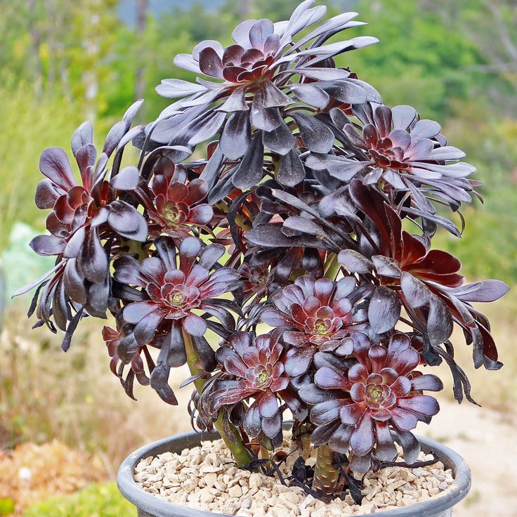 5 Unrooted Cuttings Black Rose Aeonium Arboreum Zwartkop Succulent Cactus - Unique Black Succulent, Easy to Grow