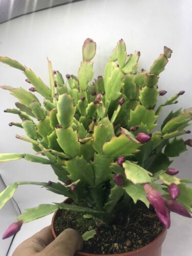 Christmas Cactus Cuttings 5pcs - Schlumbergera Truncata - Easy Propagation Starter Plants for Indoor Gardening